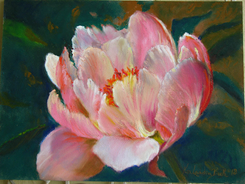 Pink Haze Peony, a pastel painting by Ken Landon Buck